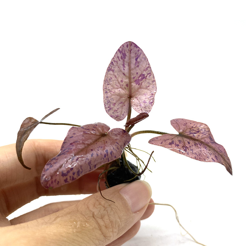 110e5d1f0f3ed60321c2b84d96d011