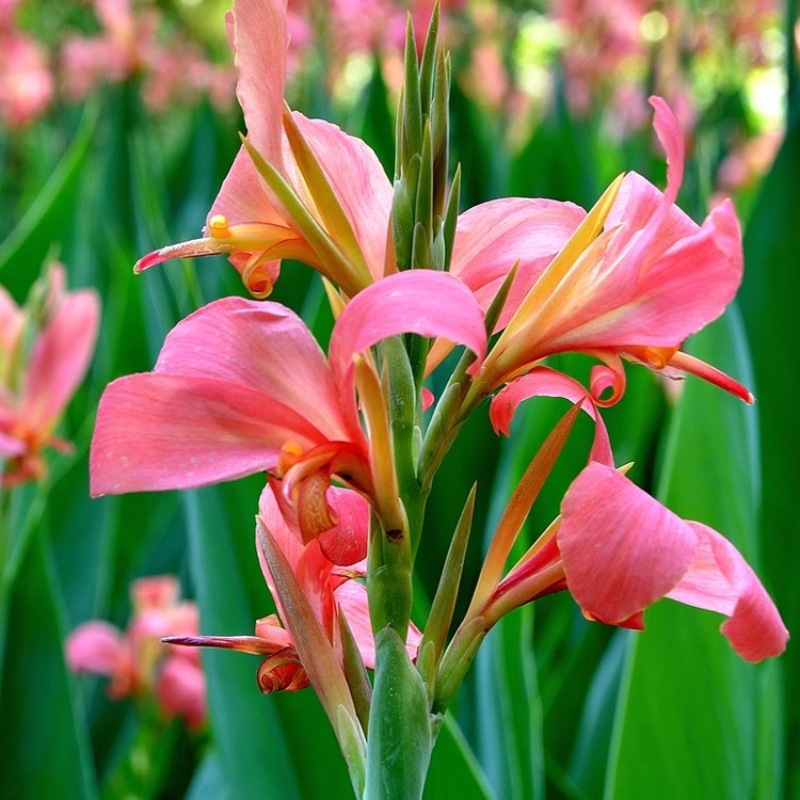 水生美人蕉种子