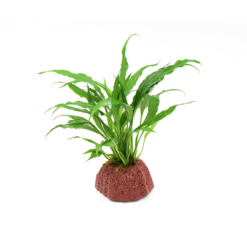 宝塔火山石+椒榕1