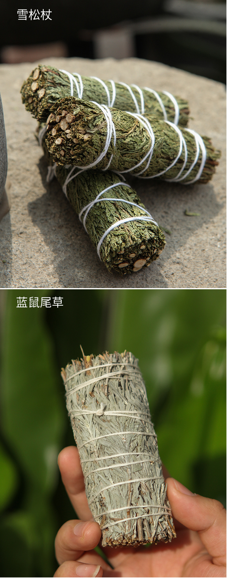 鼠尾草综合详情 (11).jpg