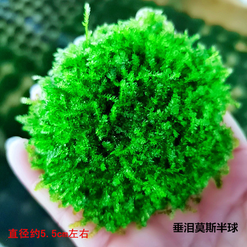 垂泪小半球1
