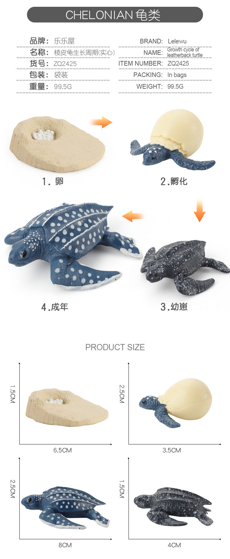 龟类成长周期_07.jpg