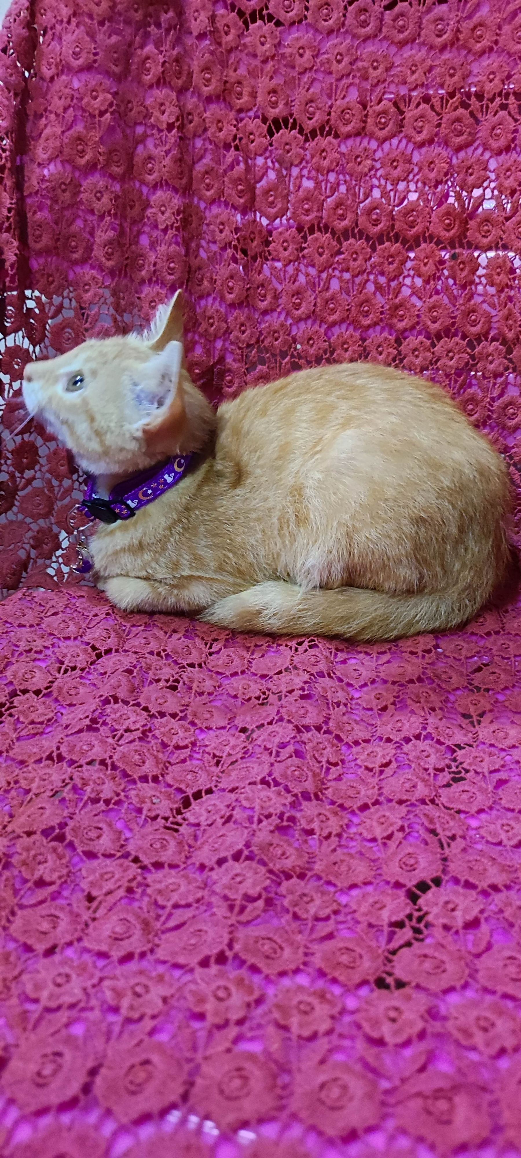 月亮猫款 3-8.jpg