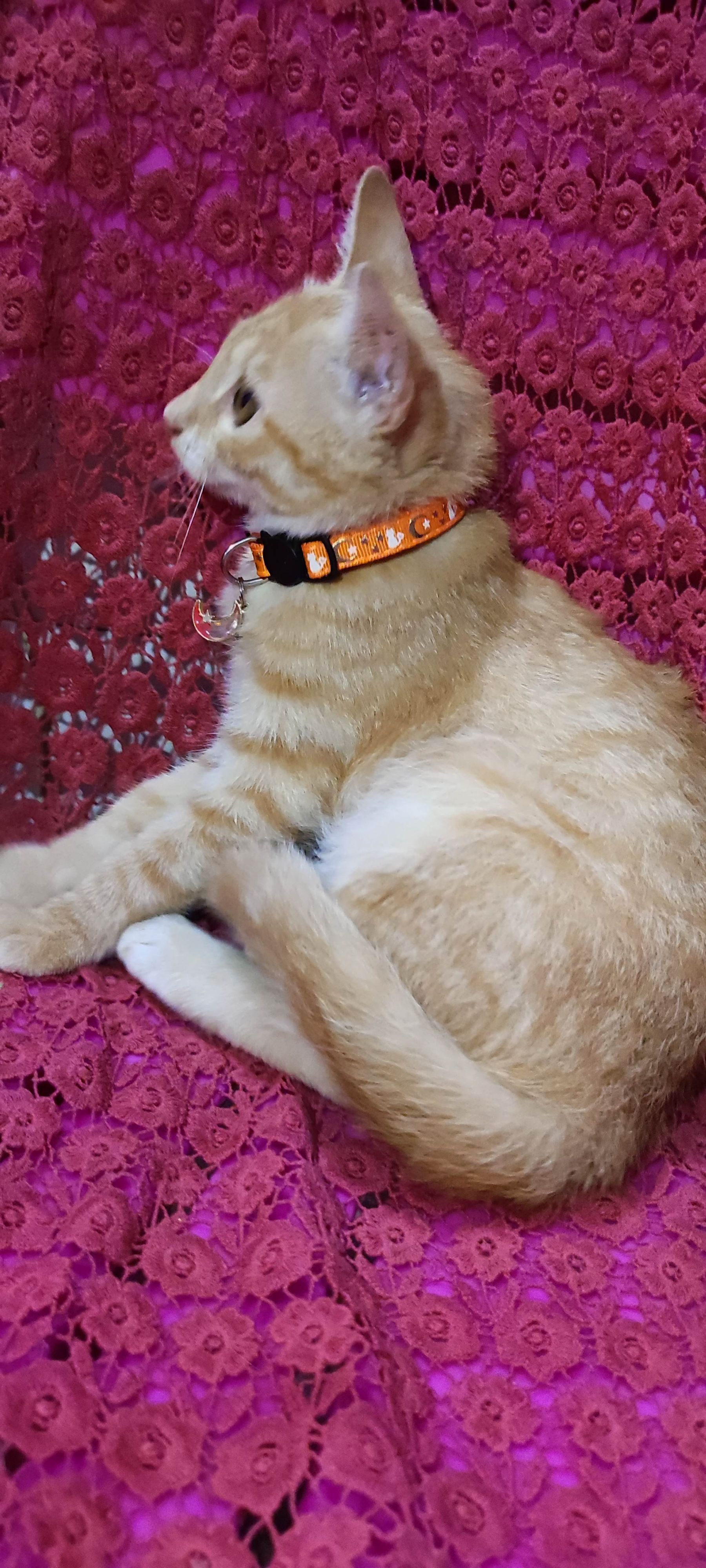 月亮猫款 3-3.jpg