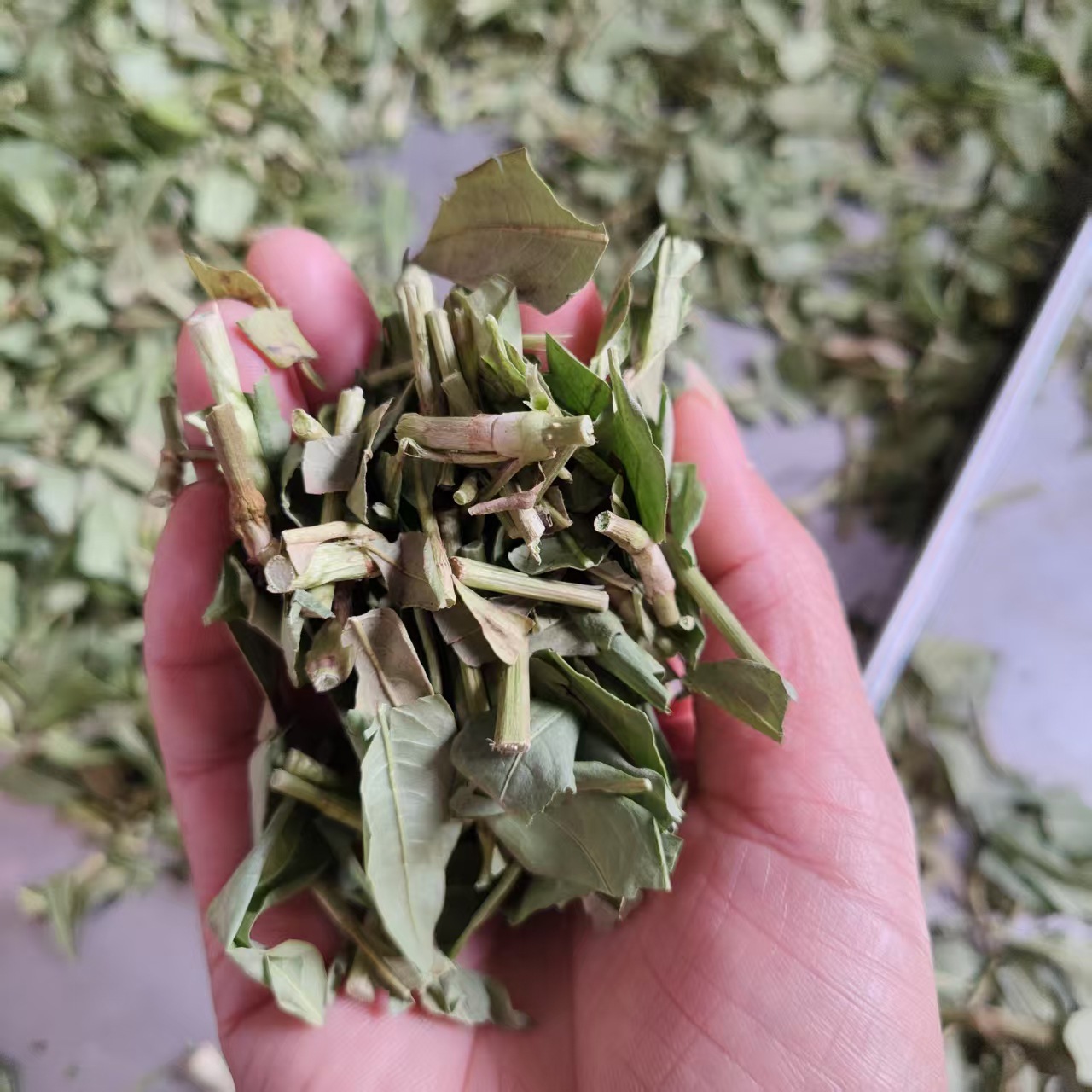 微信图片_20250517090918