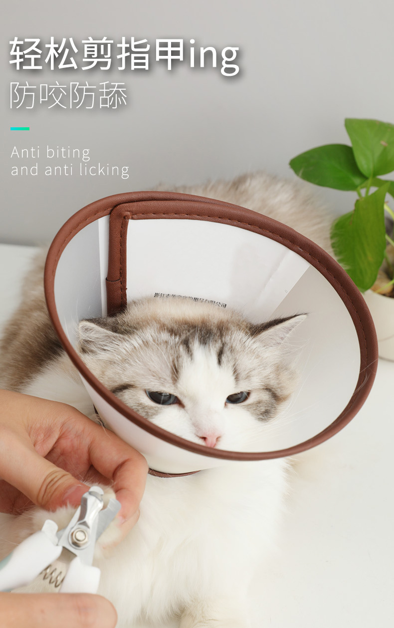 伊丽莎白圈 (3).jpg