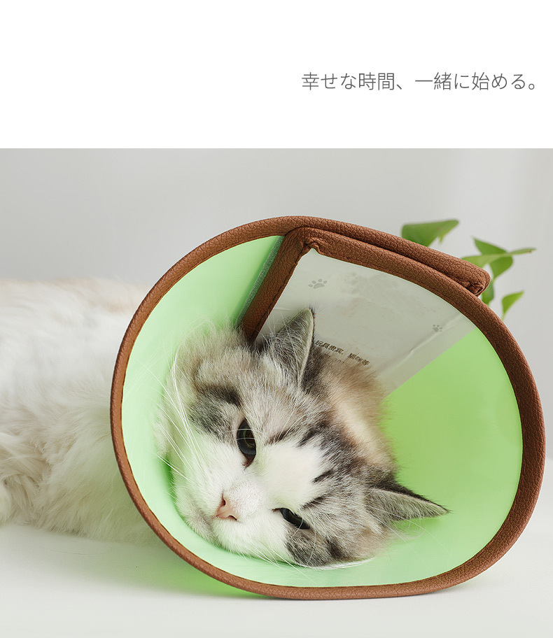 伊丽莎白圈 (15).jpg