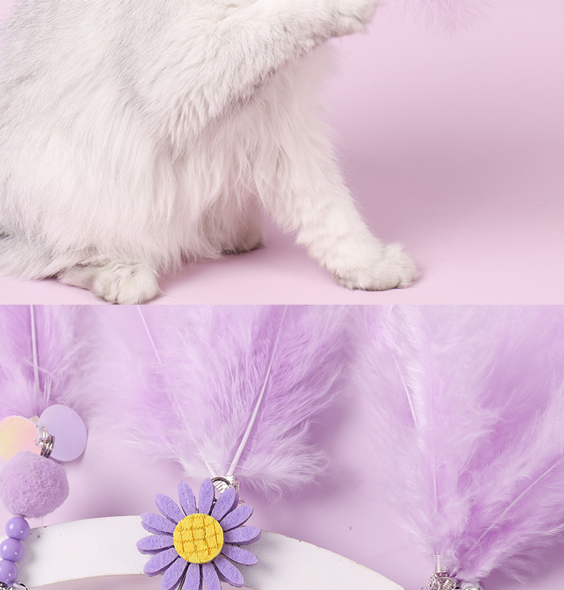 小雏菊逗猫_13.jpg