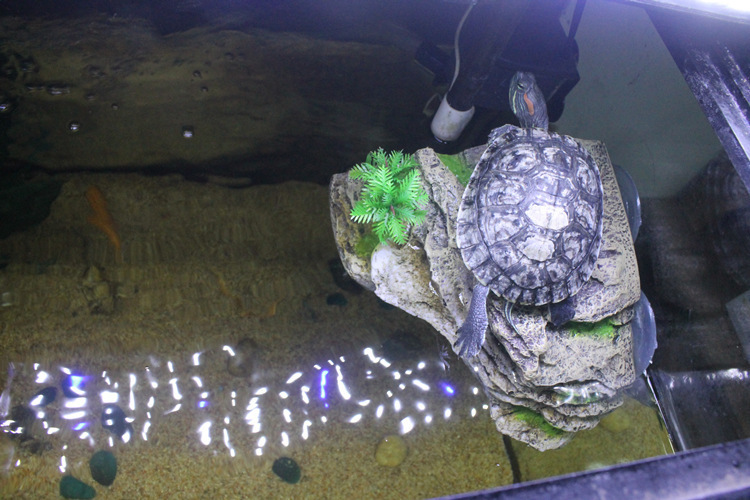 TB2C15zhXmWBuNjSspdXXbugXXa-49