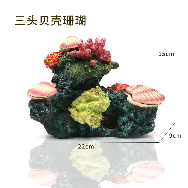 三头贝壳珊瑚