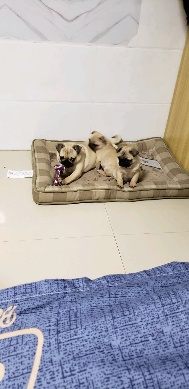 /O1CN01aABwpY1XoJN1M99yC_!!2219415092970-0-cib.jpg?x-oss-process=image/format,png