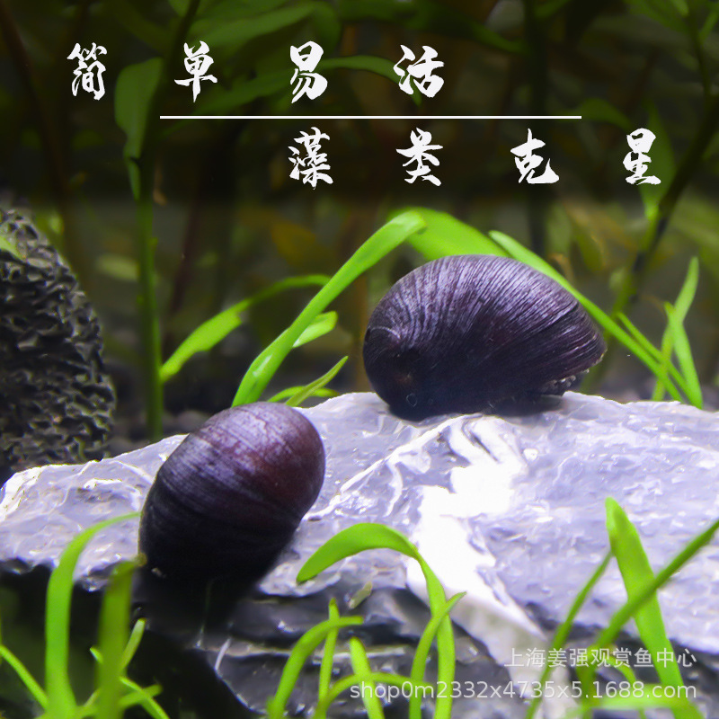 O1CN01tAesAC24GIuiRZu6x_!!3385