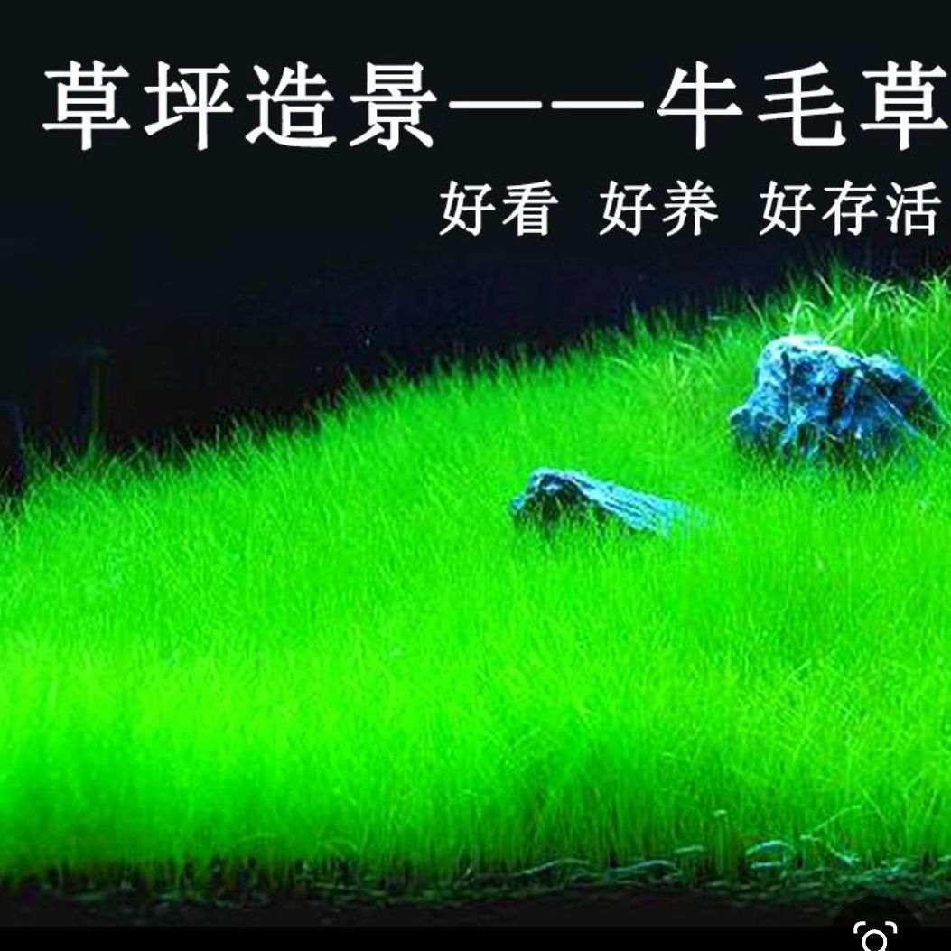 四季速成水草种子生态鱼缸水缸前景草坪草籽造景大小对叶牛毛草籽