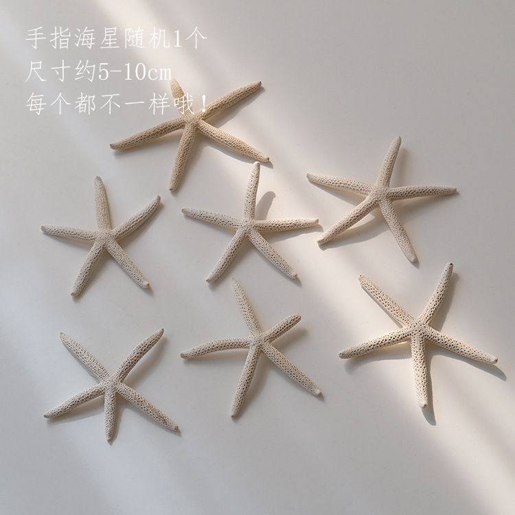 手指海星