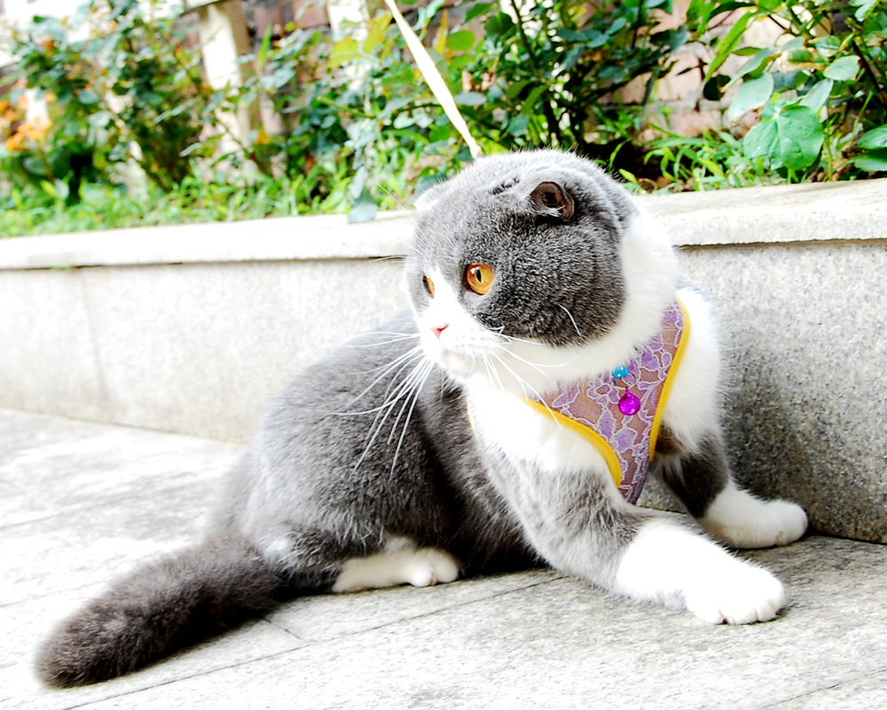 vest harness lace purple.jpg