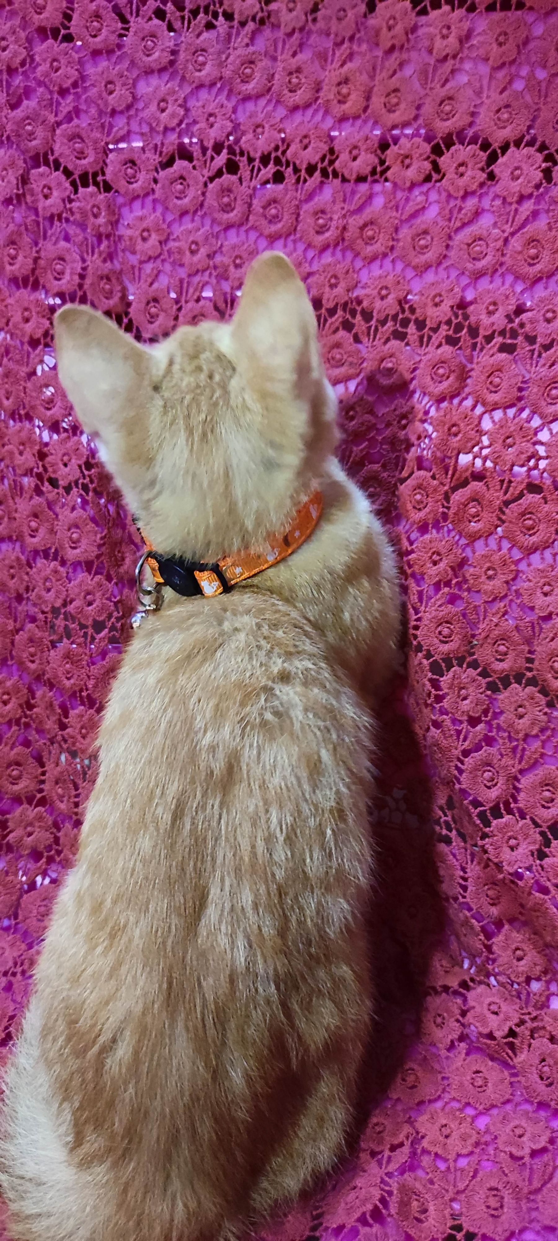 月亮猫款 3-4.jpg