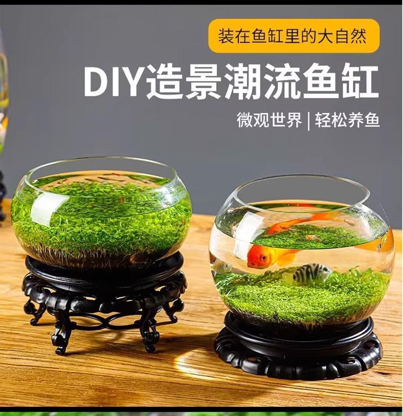 水草种子生态造景套餐植物种籽孑水培阴性真草盆栽鱼缸装饰四季