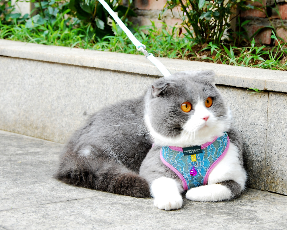 vest harness lace blue.jpg