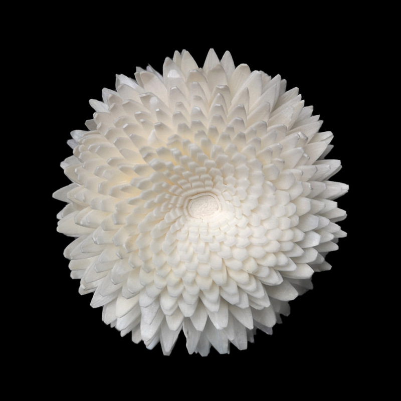 6.5cm尖叶菊