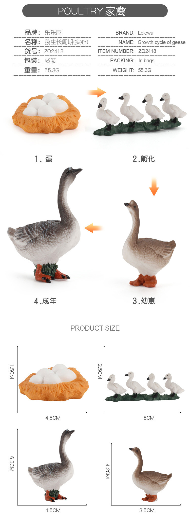 家禽成长周期_06.jpg