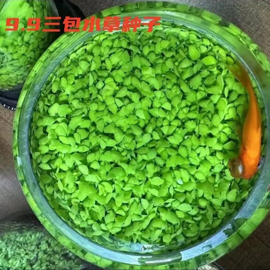 水草种子生态造景套餐植物种籽孑水培阴性真草盆栽鱼缸装饰四季