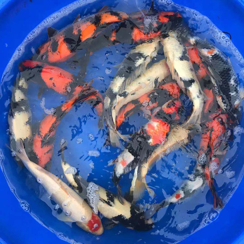 d3abb60dd354152e6fa25262b7cb47