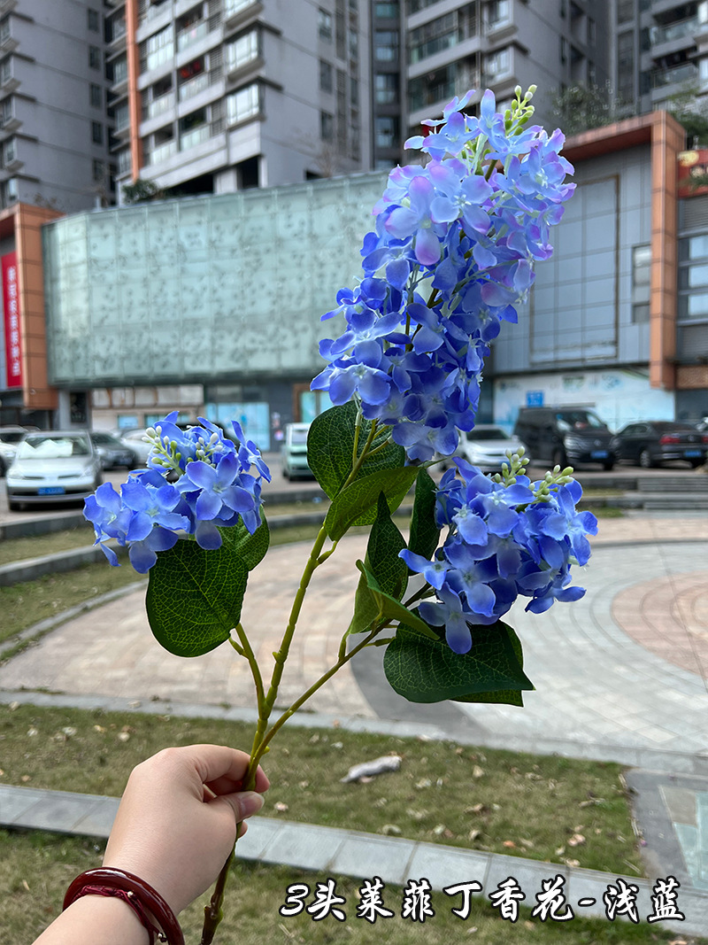 3头莱菲丁香花-浅蓝