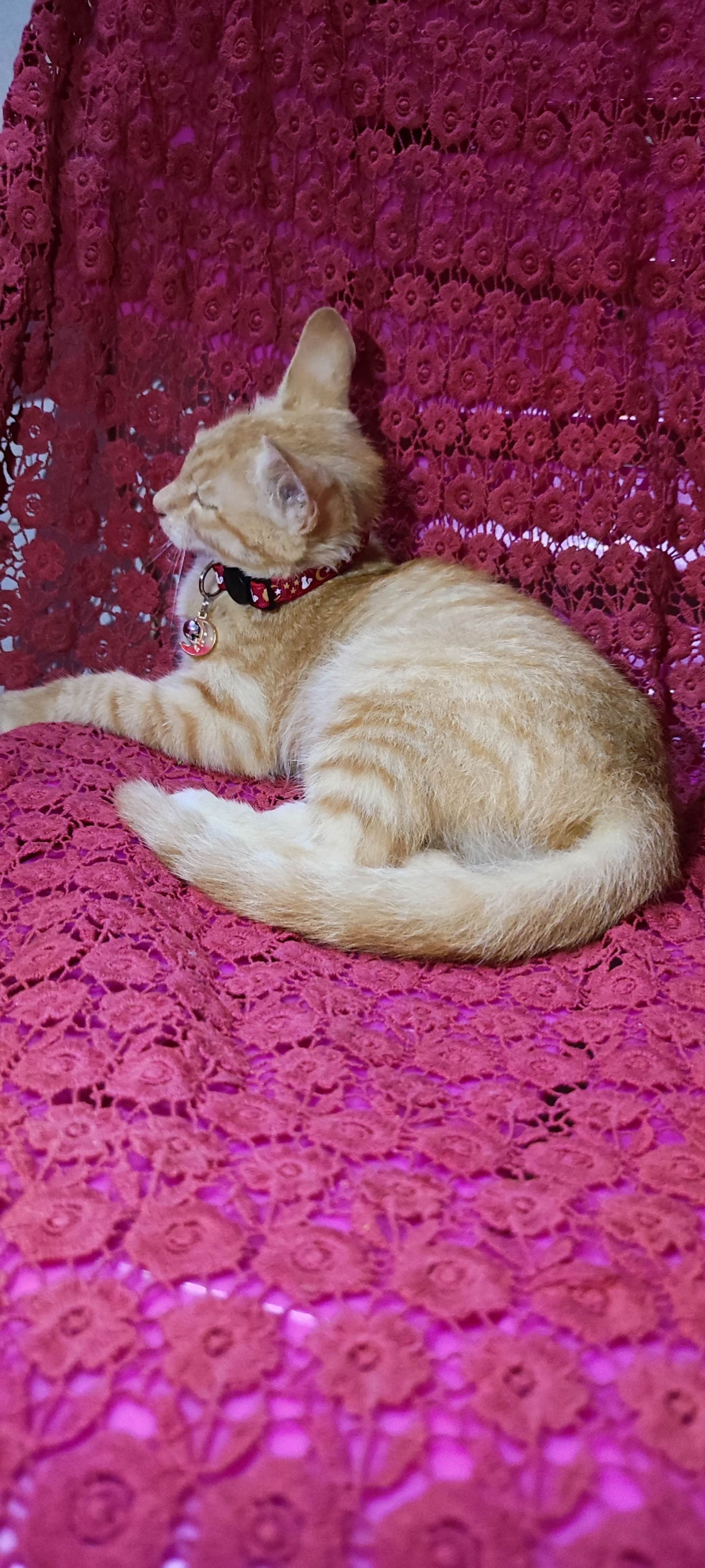 月亮猫款 3-1.jpg