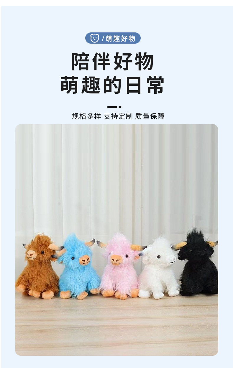 苏格兰高地牛_05