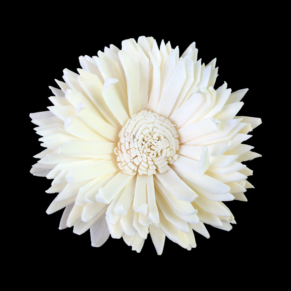 6cm非洲菊
