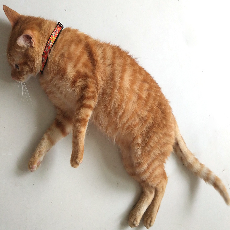 thanksgiving cat collar-1.jpg