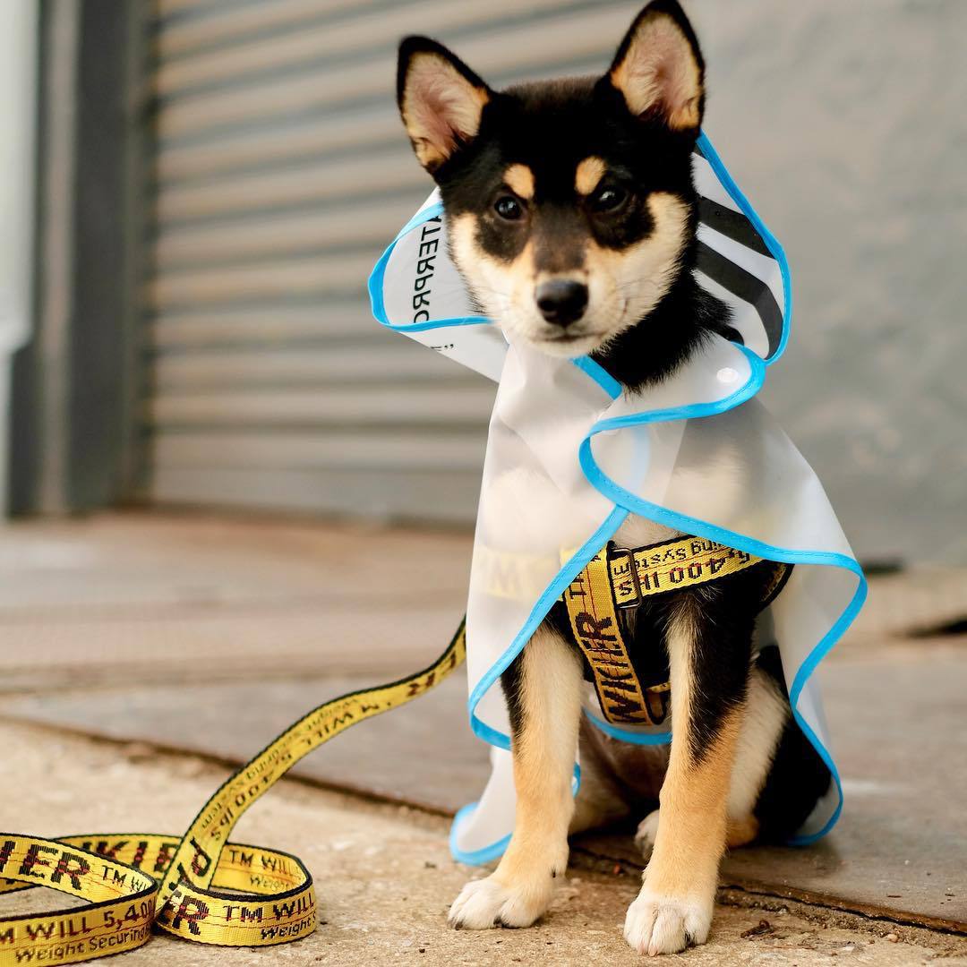 54511874_2201401216586029_2523