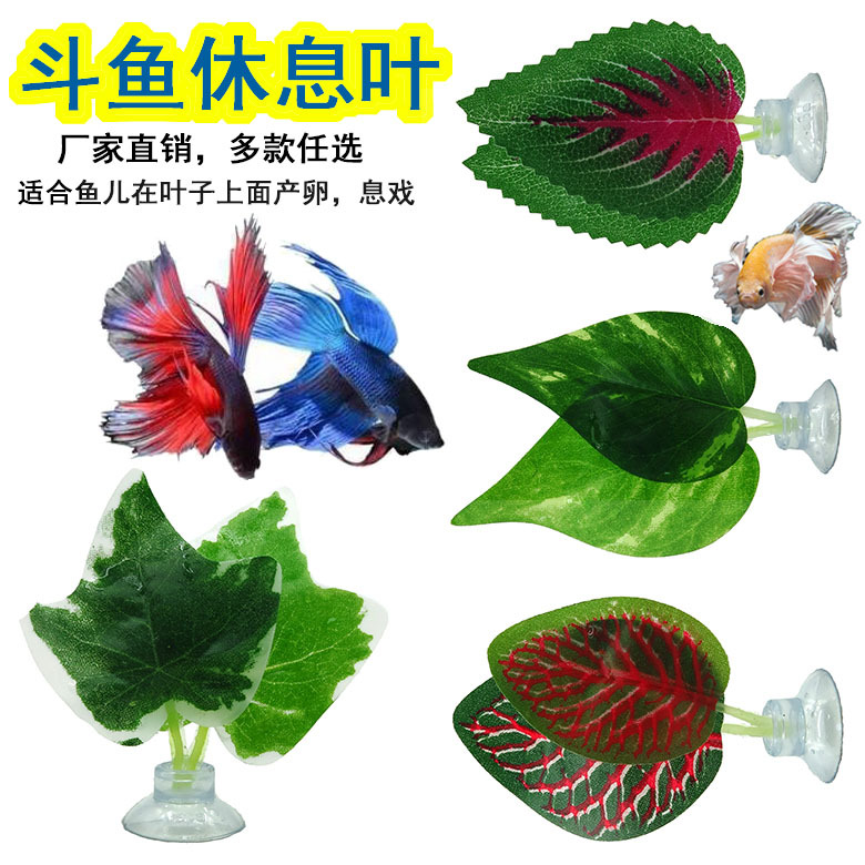 斗鱼休息叶