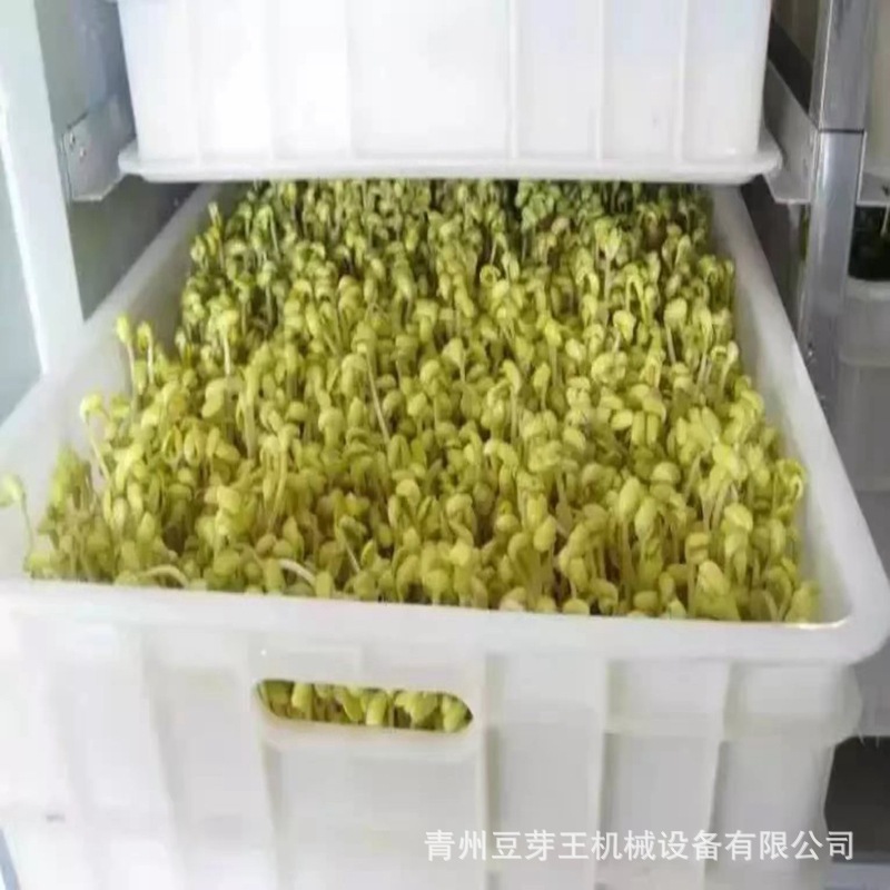 豆芽 (5).jpg