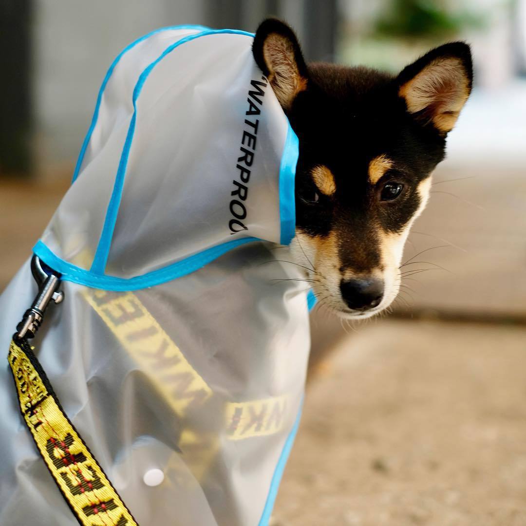 40332786_866547353549669_32197