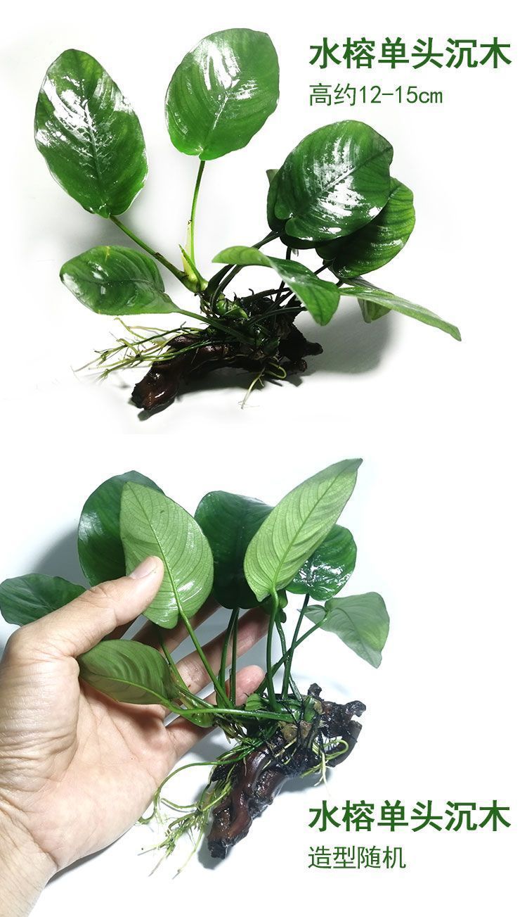 70efd63e-ae0c-4310-9f41-68420019bf3b.jpe