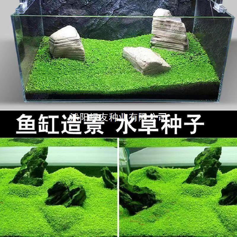 四季速成水草种子生态鱼缸水缸前景草坪草籽造景大小对叶牛毛草籽