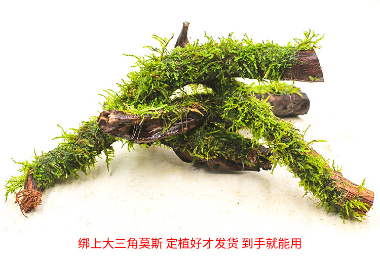 莫斯沉木条详情页 (5).jpg