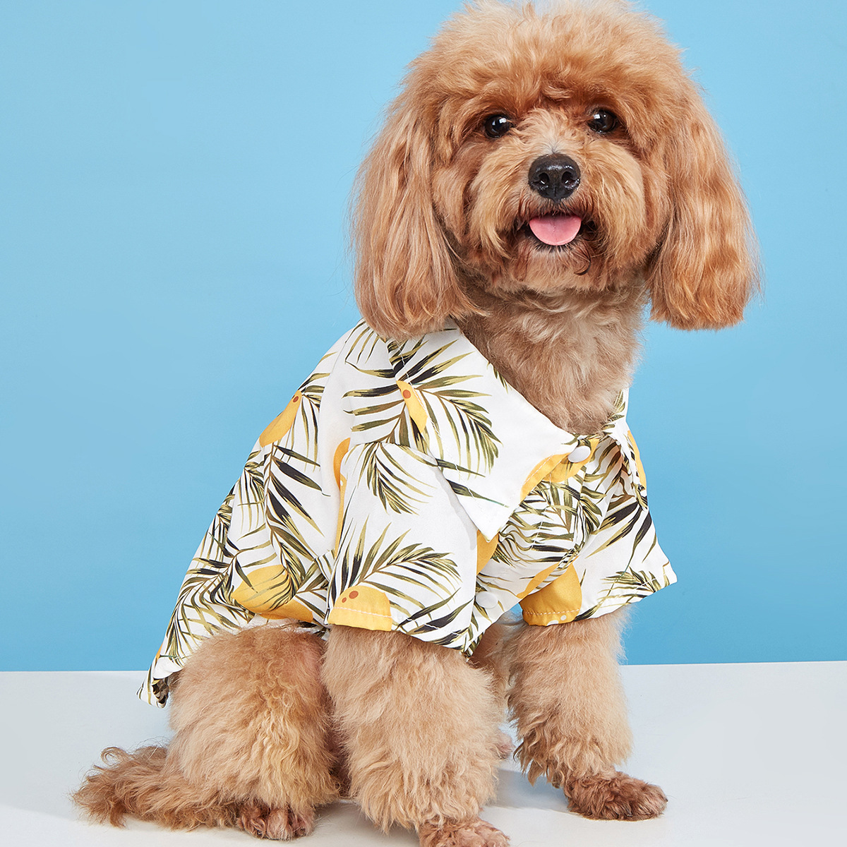 海滨度假风宠物衣服 欧康宠物用品