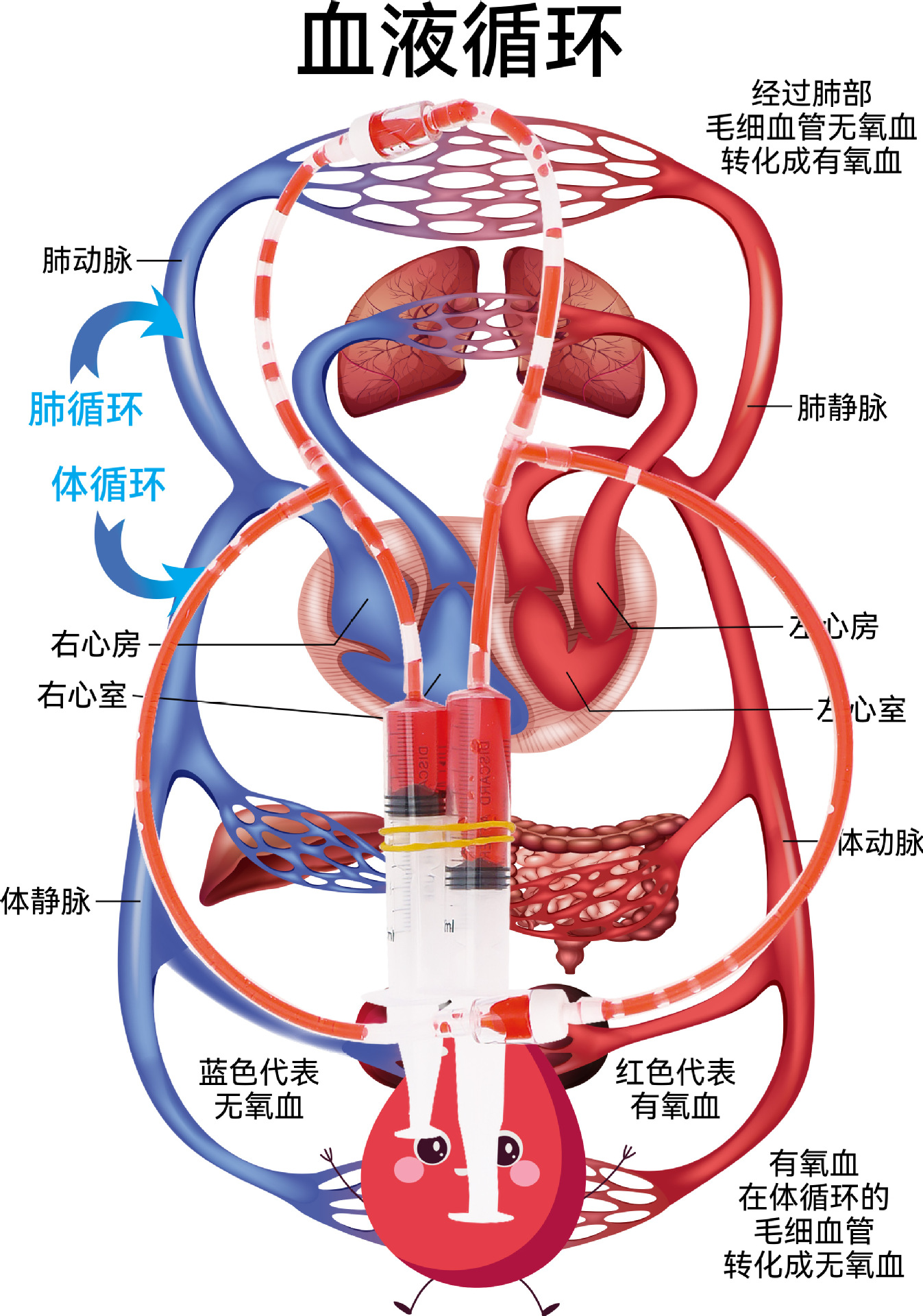 血液循环.jpg