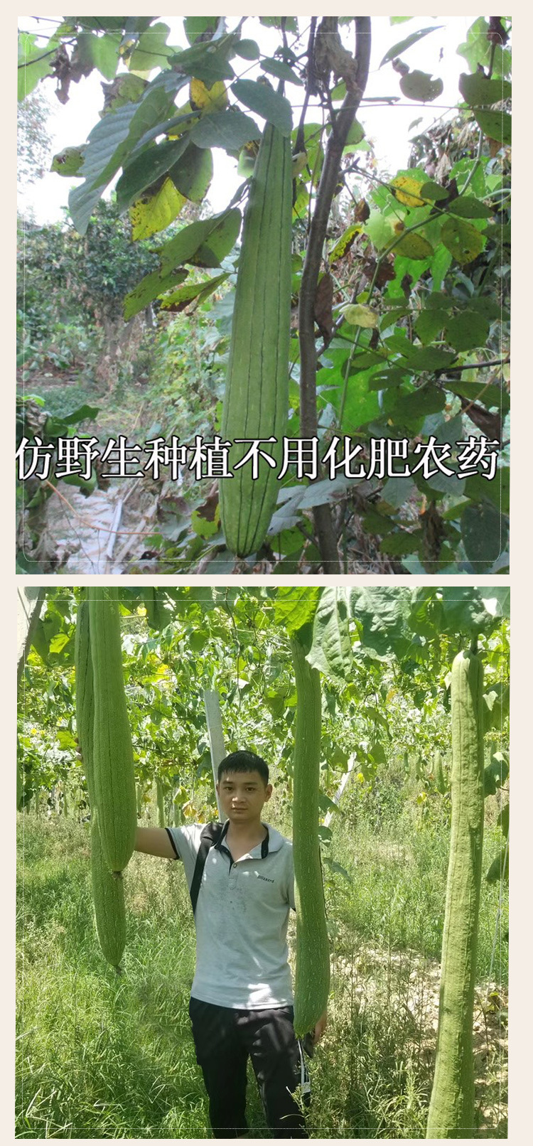 丝瓜络_07.jpg