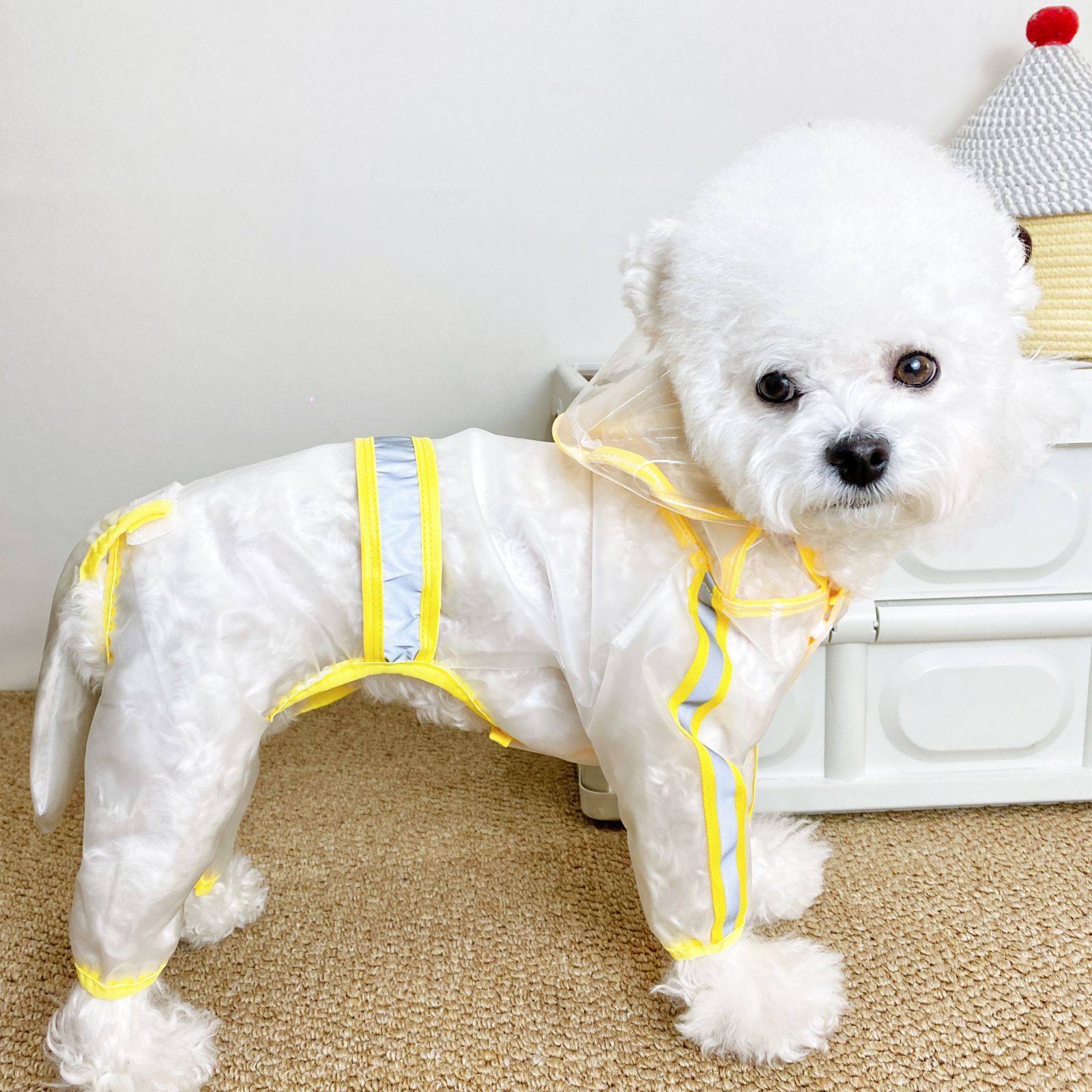 狗狗