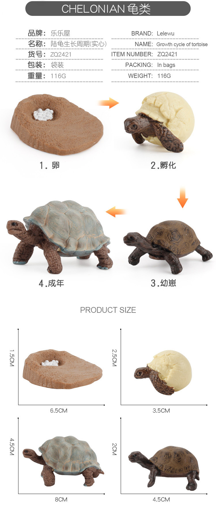 龟类成长周期_03.jpg