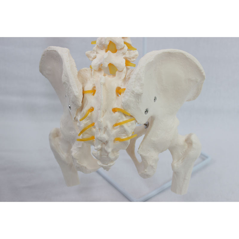自然大脊椎枕骨和（新）骨盆带股骨模型-1