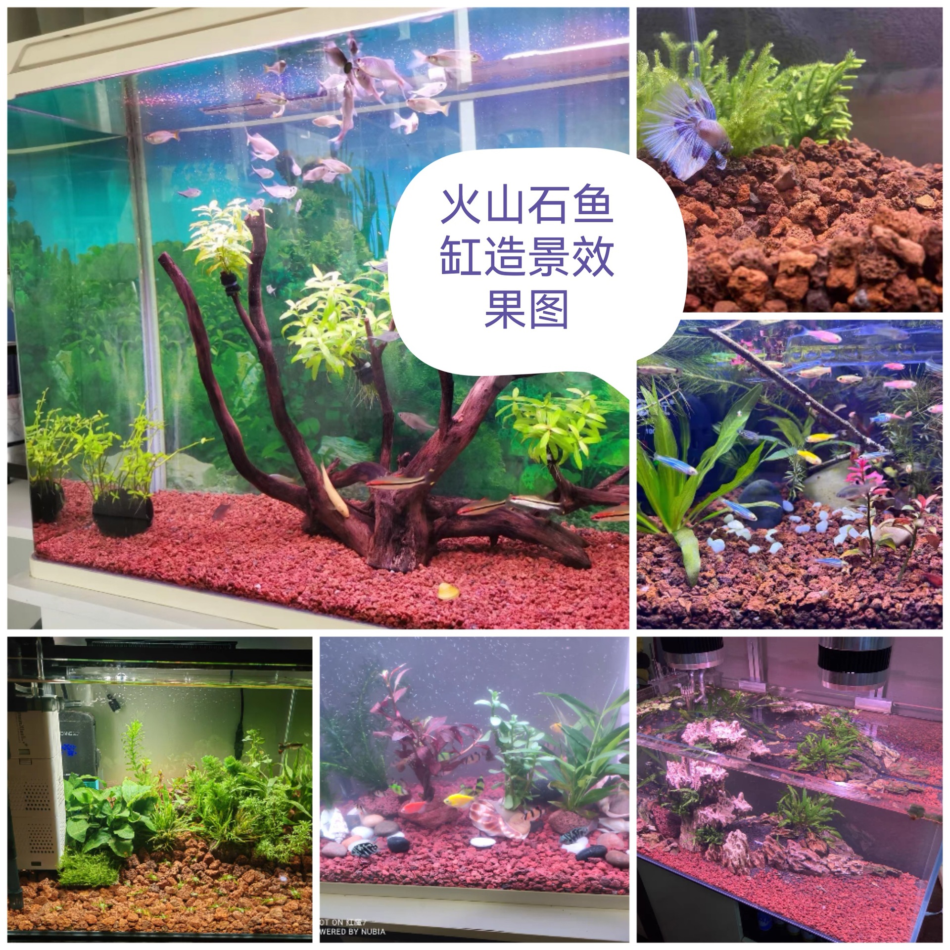 Collage_20230204_084524_edit_5