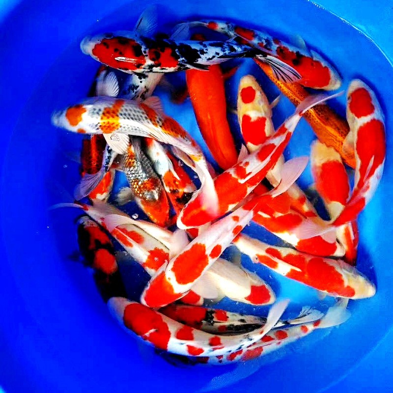 O1CN01uHIQXR1SBJ0J4NUVZ_!!8717