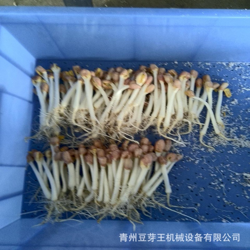 刚收获的化生芽.jpg