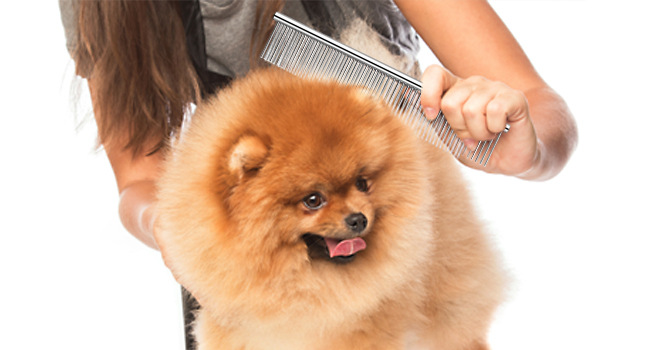 dog grooming brushes for long haired dogs