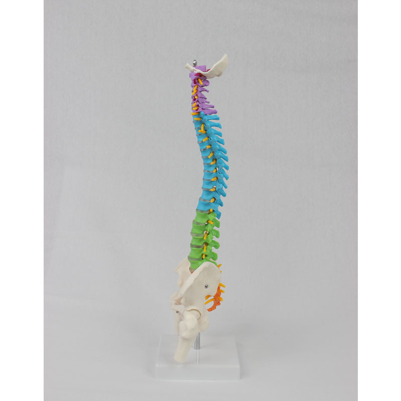 中型彩色脊椎带骨盆腿骨（立式）-1