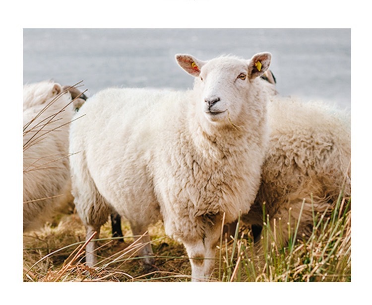 精纺美丽诺羊毛3